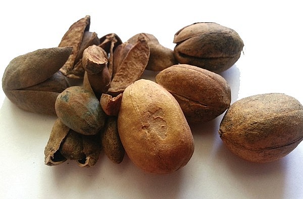 Thuốc tả hạ trong Đông dược