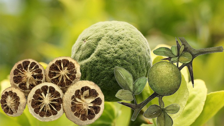 Thuốc lý khí trong y học cổ truyền: Cơ sở lý luận, phân loại và giá trị ứng dụng lâm sàng