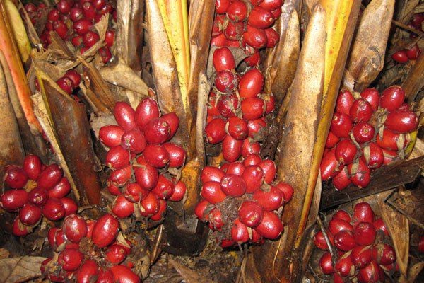 Thuốc lý khí trong y học cổ truyền: Cơ sở lý luận, phân loại và giá trị ứng dụng lâm sàng