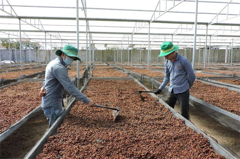 Sao Việt và hành trình gieo mầm thực phẩm sạch cho mỗi bữa ăn