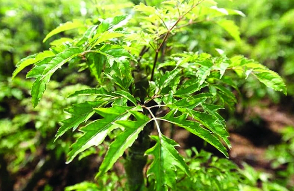 Cách sử dụng cây đinh lăng trong các bài thuốc chữa bệnh