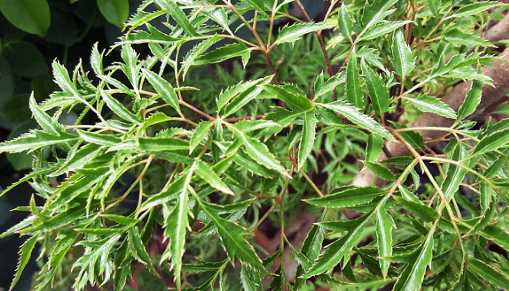 Cách sử dụng cây đinh lăng trong các bài thuốc chữa bệnh