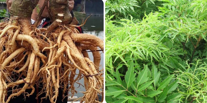 Cách sử dụng cây đinh lăng trong các bài thuốc chữa bệnh