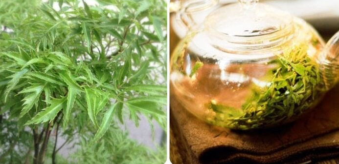 Cách sử dụng cây đinh lăng trong các bài thuốc chữa bệnh