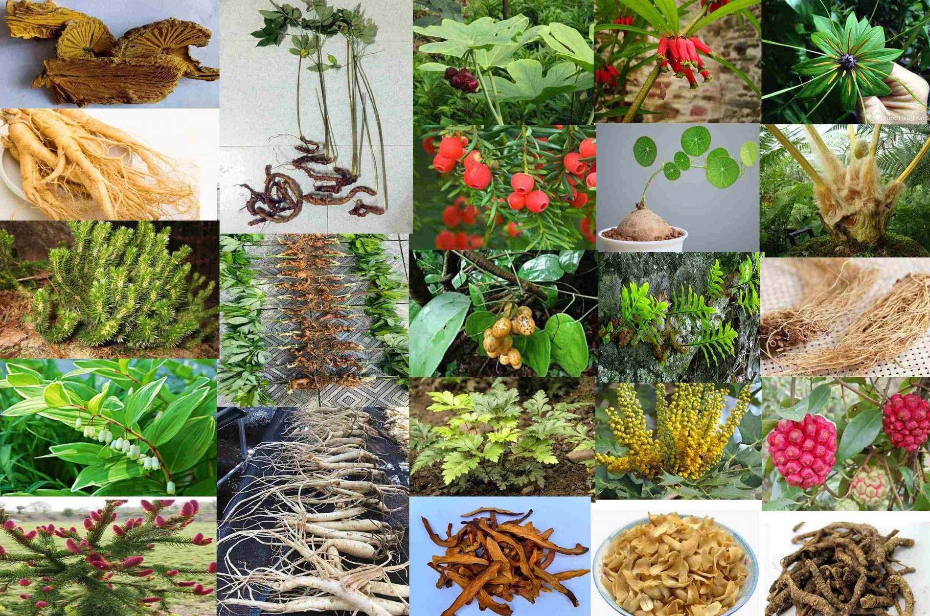 Bộ Y tế ban hành Dược điển Việt Nam VI