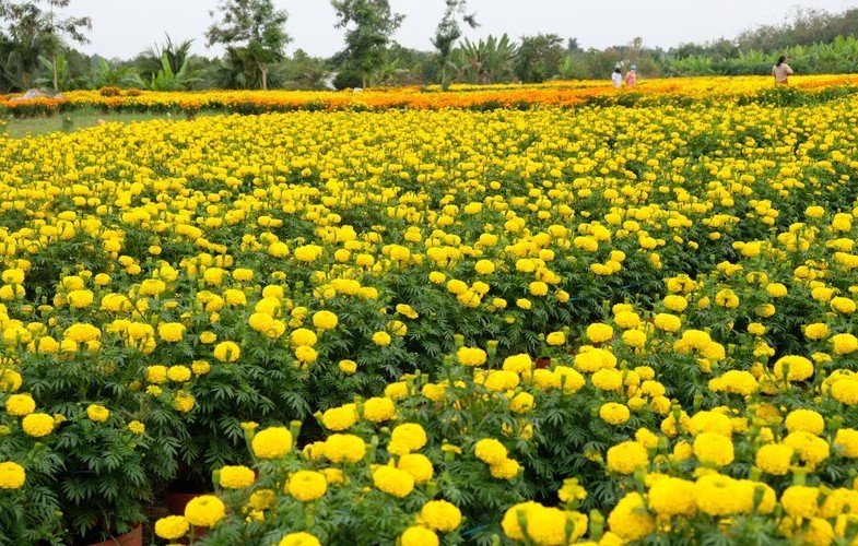 Dự báo thời tiết ngày 1/1/2026: Bắc Bộ có mưa rào rải rác