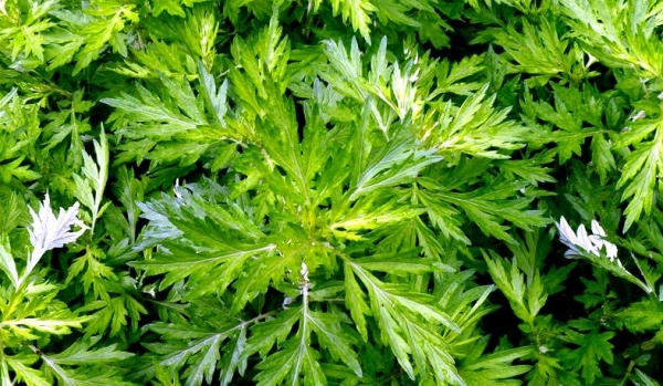 Cách sử dụng cây ngải cứu trong các bài thuốc chữa bệnh