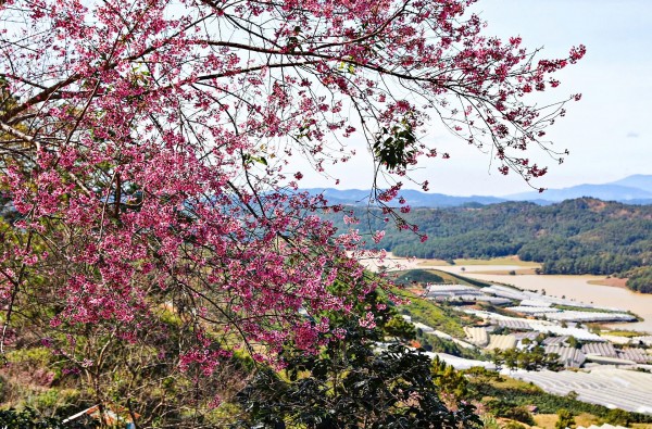 Hoa mai anh đào khoe sắc, báo hiệu mùa xuân về trên phố núi Đà Lạt