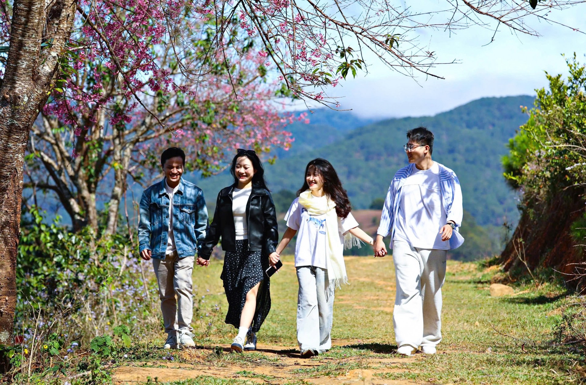 Hoa mai anh đào khoe sắc, báo hiệu mùa xuân về trên phố núi Đà Lạt