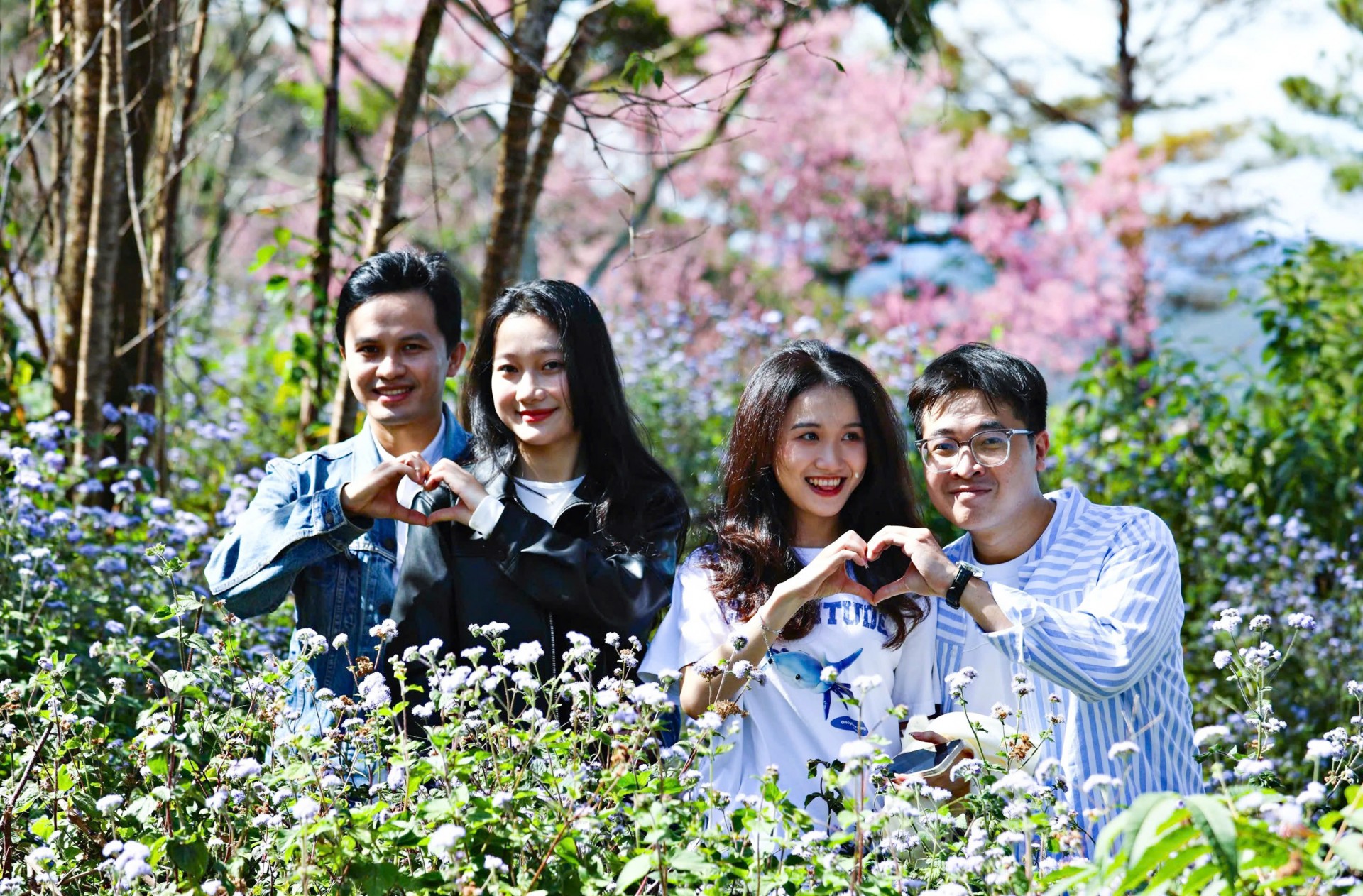 Hoa mai anh đào khoe sắc, báo hiệu mùa xuân về trên phố núi Đà Lạt