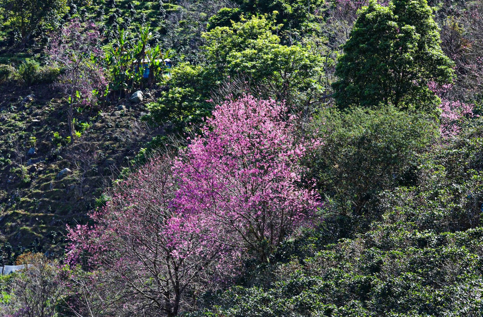 Hoa mai anh đào khoe sắc, báo hiệu mùa xuân về trên phố núi Đà Lạt