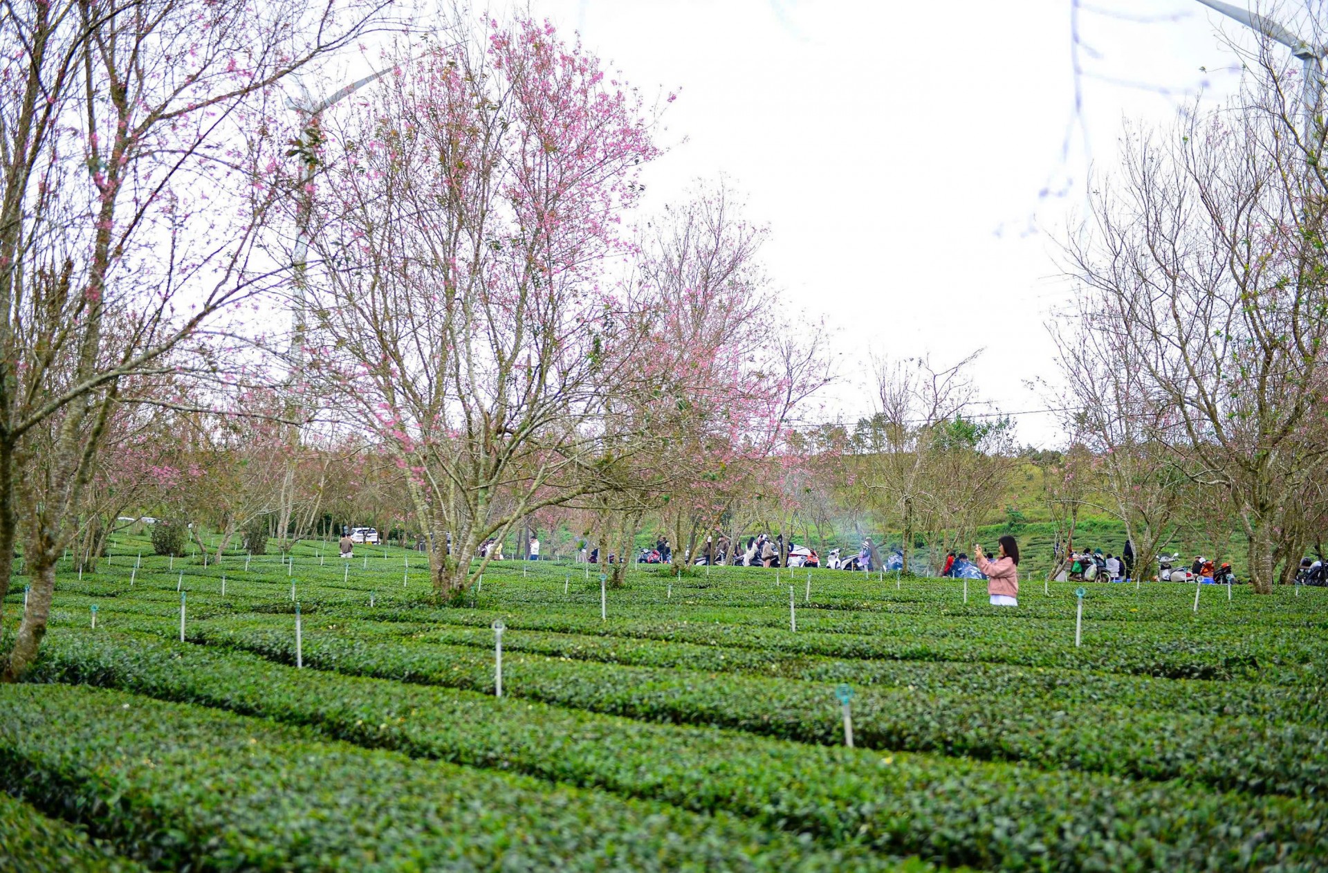 Hoa mai anh đào khoe sắc, báo hiệu mùa xuân về trên phố núi Đà Lạt