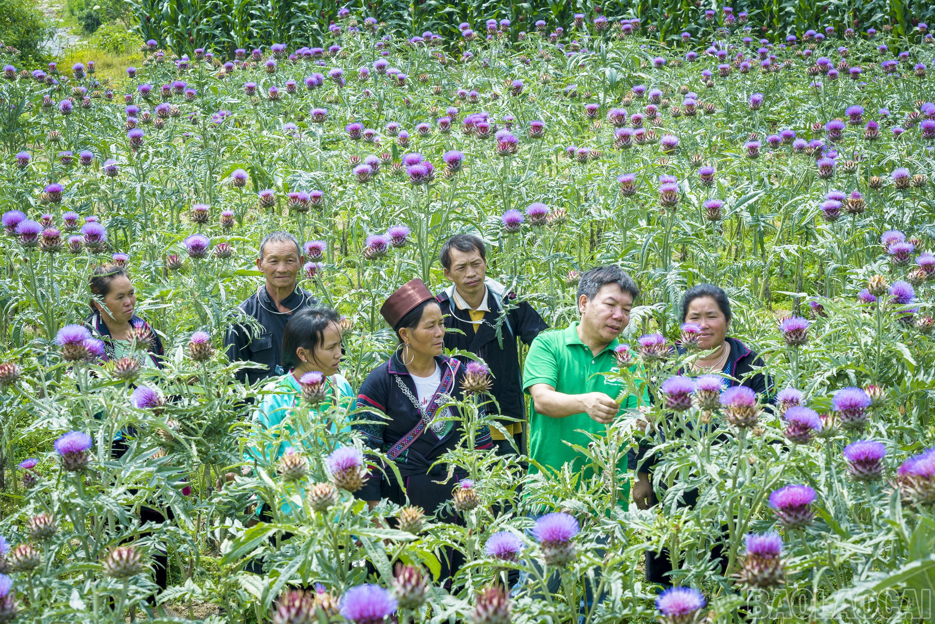 Nhà khoa học của nhà nông và hành trình đưa dược liệu bền vững đến với nông dân Lào Cai
