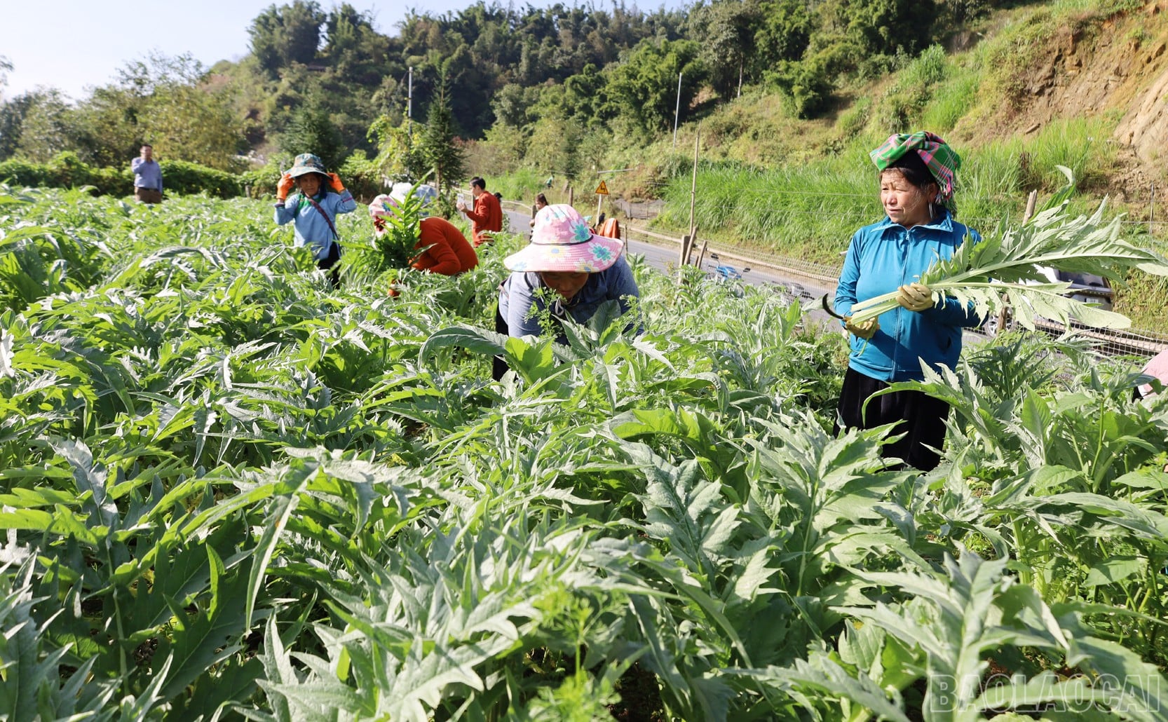 Nhà khoa học của nhà nông và hành trình đưa dược liệu bền vững đến với nông dân Lào Cai
