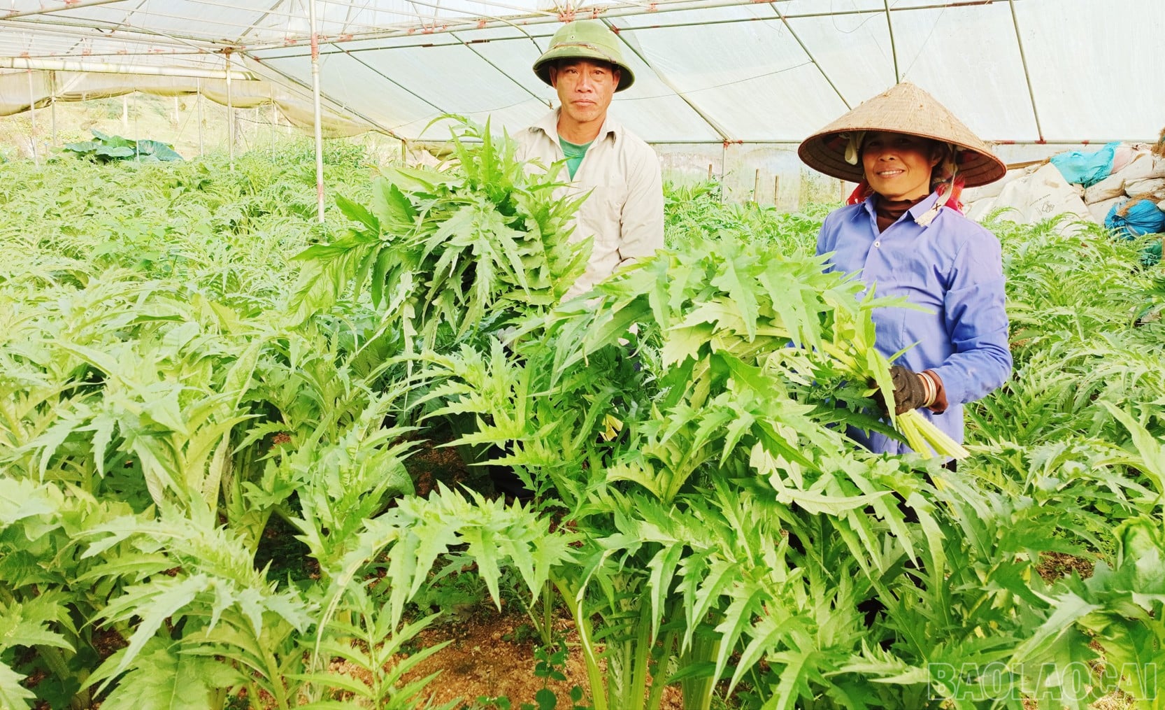 Nhà khoa học của nhà nông và hành trình đưa dược liệu bền vững đến với nông dân Lào Cai