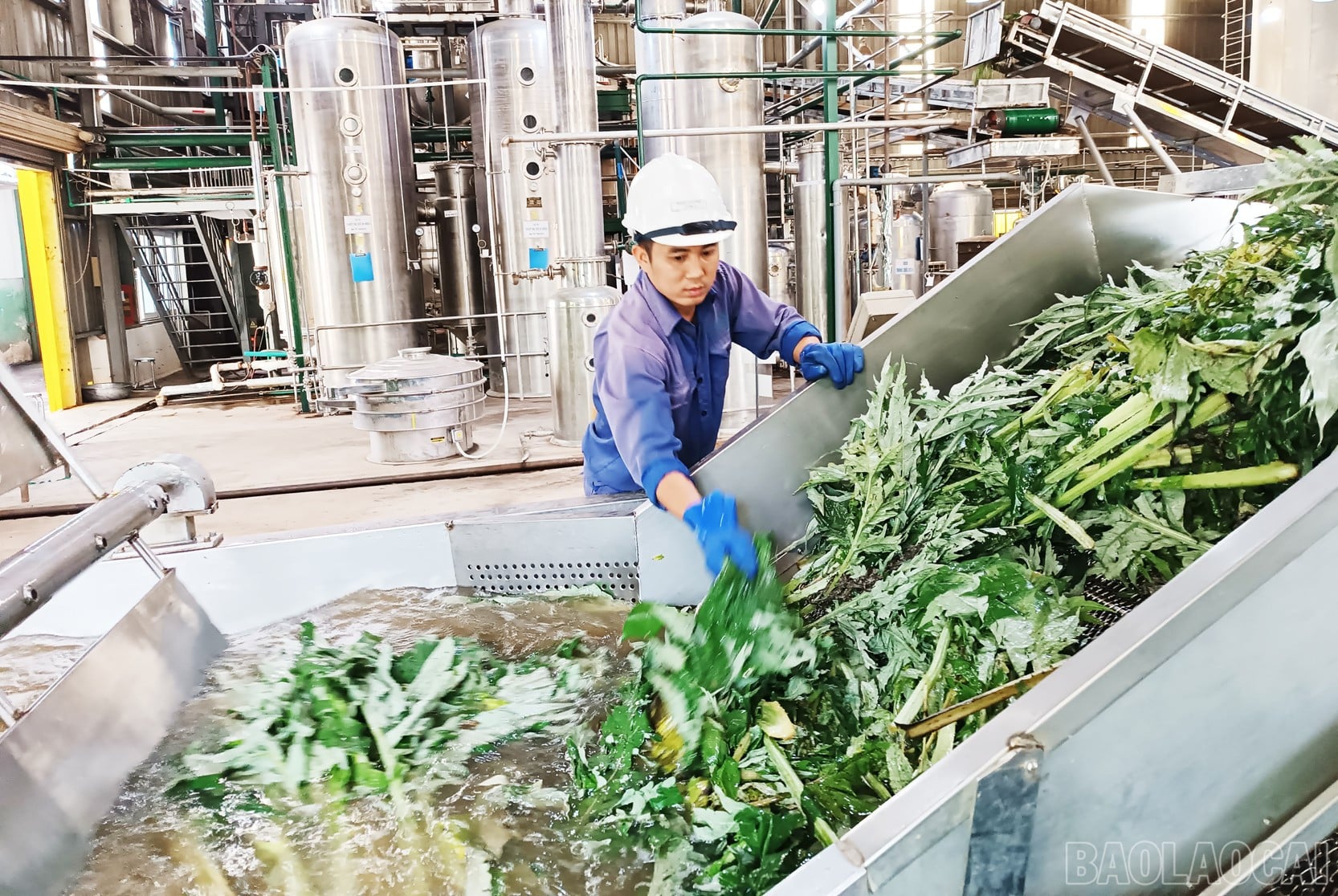 Nhà khoa học của nhà nông và hành trình đưa dược liệu bền vững đến với nông dân Lào Cai