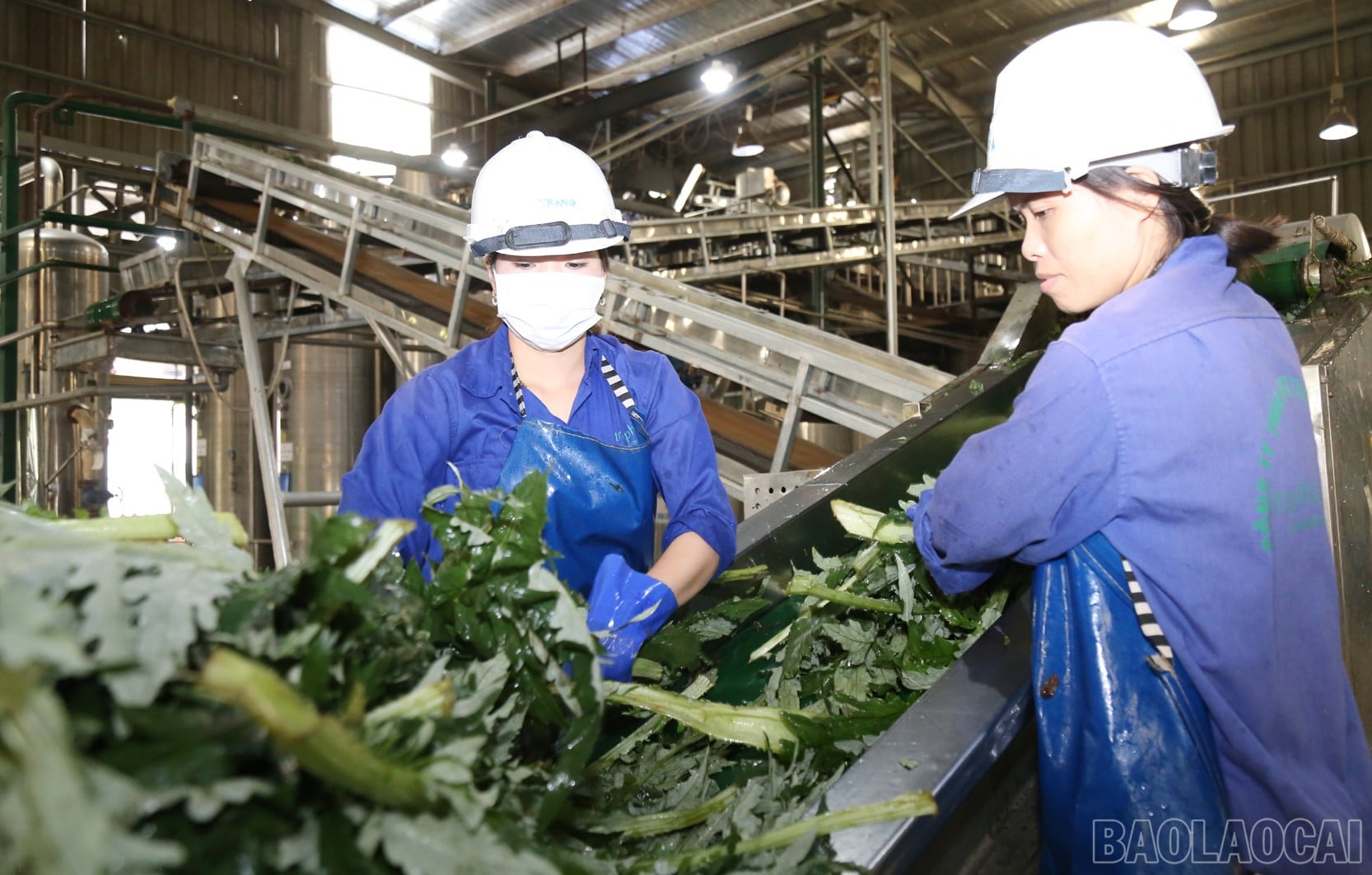Nhà khoa học của nhà nông và hành trình đưa dược liệu bền vững đến với nông dân Lào Cai