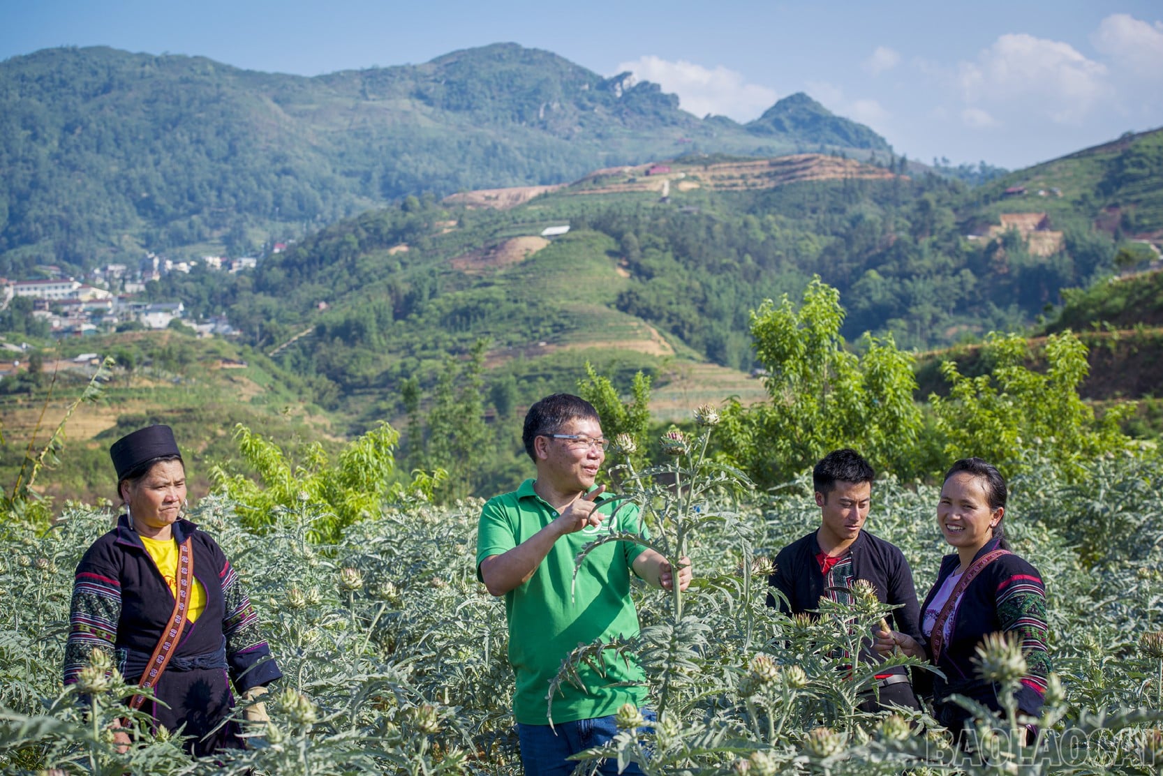 Nhà khoa học của nhà nông và hành trình đưa dược liệu bền vững đến với nông dân Lào Cai