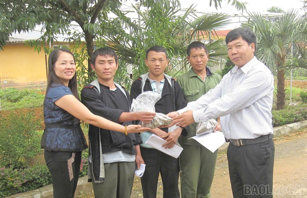 Nhà khoa học của nhà nông và hành trình đưa dược liệu bền vững đến với nông dân Lào Cai