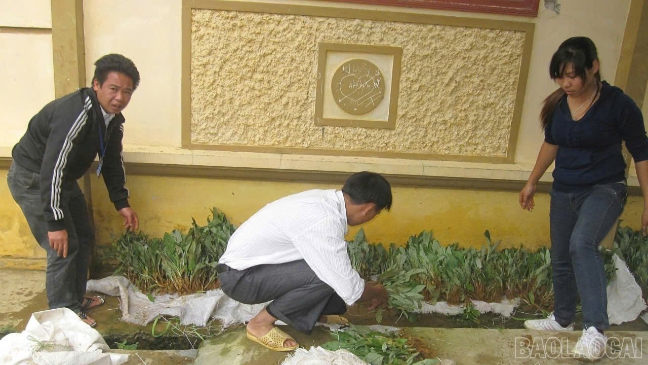 Nhà khoa học của nhà nông và hành trình đưa dược liệu bền vững đến với nông dân Lào Cai