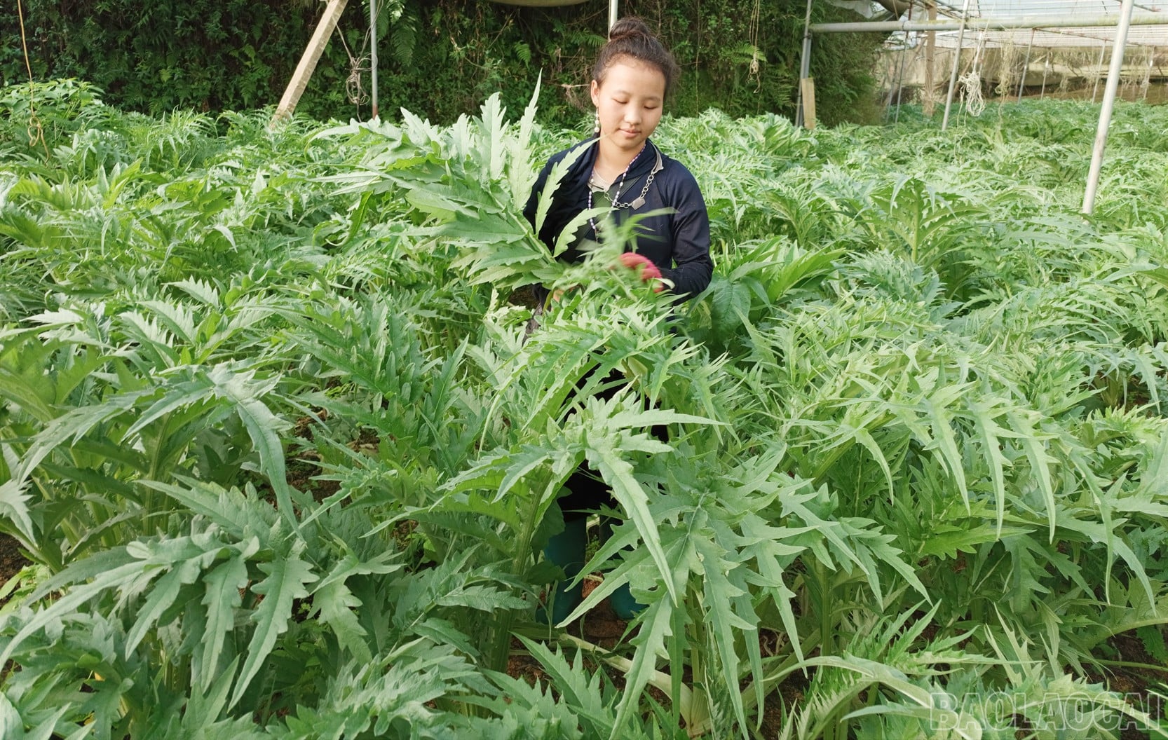 Nhà khoa học của nhà nông và hành trình đưa dược liệu bền vững đến với nông dân Lào Cai