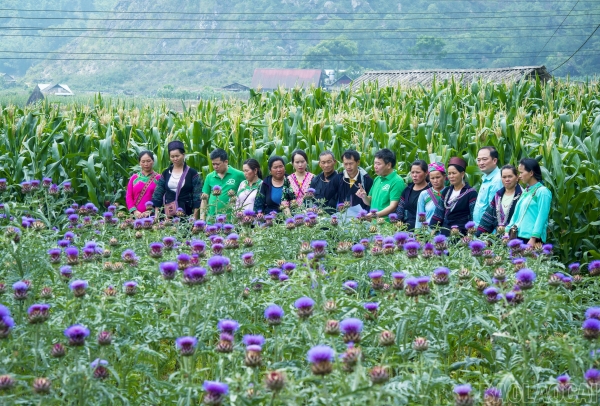 Nhà khoa học của nhà nông và hành trình đưa dược liệu bền vững đến với nông dân Lào Cai