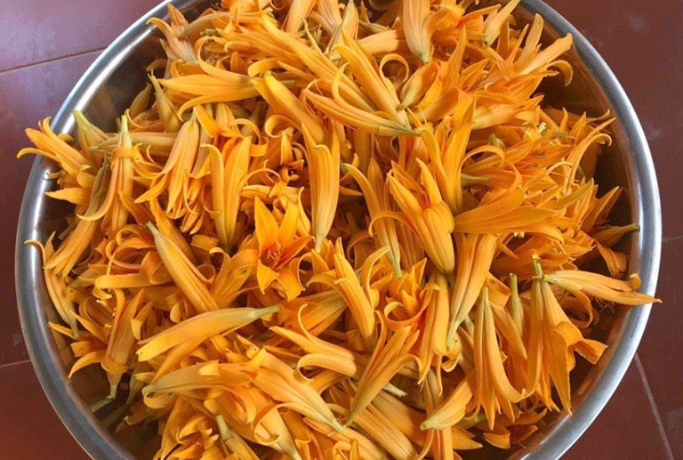 Hoa hiên – Dược liệu Đông y quen thuộc giúp thanh nhiệt, cầm máu và an thần Hoa hiên – Dược liệu Đông y quen thuộc giúp thanh nhiệt, cầm máu và an thần