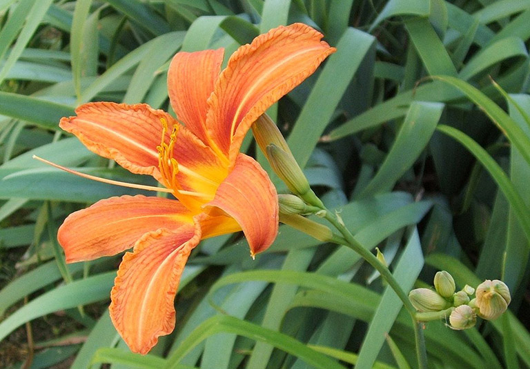 Hoa hiên – Dược liệu Đông y quen thuộc giúp thanh nhiệt, cầm máu và an thần Hoa hiên – Dược liệu Đông y quen thuộc giúp thanh nhiệt, cầm máu và an thần