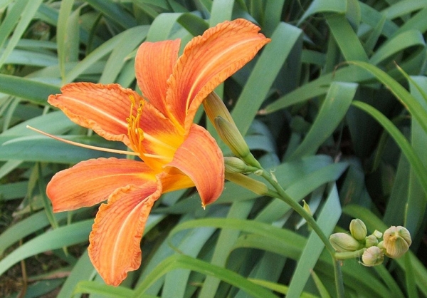 Hoa hiên – Dược liệu Đông y quen thuộc giúp thanh nhiệt, cầm máu và an thần