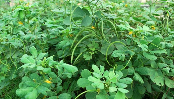 Thảo quyết minh – Vị thuốc nam quen thuộc hỗ trợ thanh can, nhuận tràng, hạ huyết áp