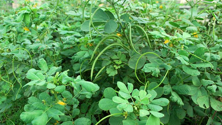 Thảo quyết minh – Vị thuốc nam quen thuộc hỗ trợ thanh can, nhuận tràng, hạ huyết áp