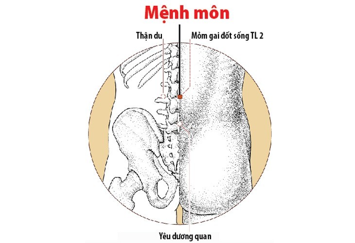 Mệnh môn nằm giữa đốt sống thắt lưng L2 – L3, chính giữa cột sống, không lệch trái phải