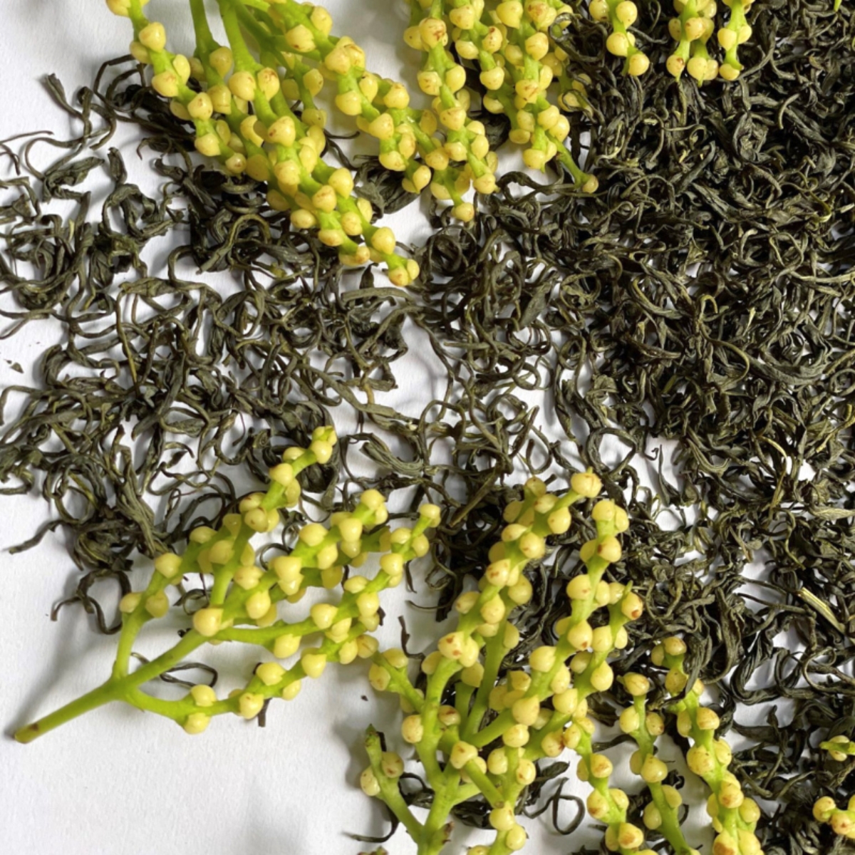 Trà ướp hoa sói đóng gói 100gr thơm tự nhiên, dễ uống