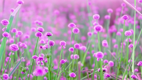 Dự báo thời tiết ngày 10/1/2026: Bắc Bộ trời rét, vùng núi đề phòng băng giá và sương muối