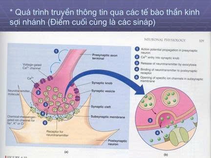 GIẢI MÃ KHOA HỌC NÃO BỘ (TÂM THỨC): TRÍ NHỚ, QUÊN, SUY GIẢM BỆNH LÝ VÀ MẤT TRÍ NHỚ