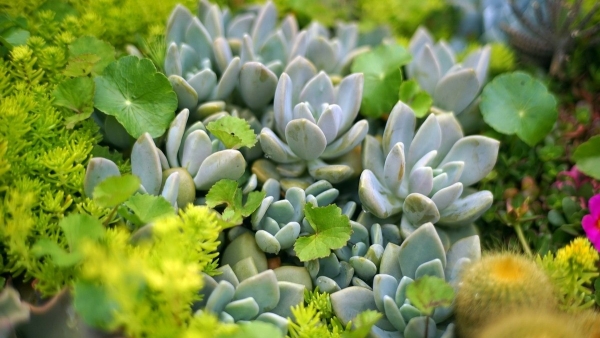 Dự báo thời tiết ngày 11/1/2026: Bắc Bộ có sương mù nhẹ rải rác, trời rét