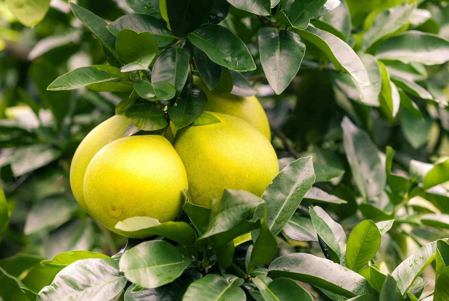 Những bài thuốc quý từ cây bưởi