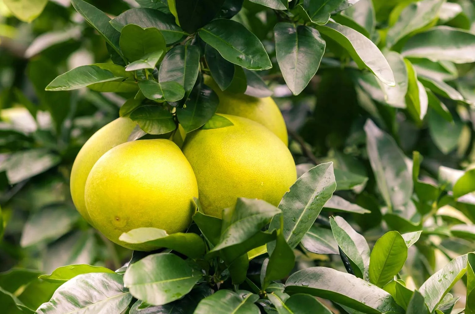 Những bài thuốc quý từ cây bưởi