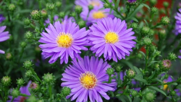 Dự báo thời tiết ngày 12/1/2026: Miền Bắc sáng sớm trời rét, ngày nắng