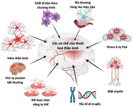 SỰ THOÁI HOÁ THẦN KINH VÀ BỆNH ALZHEIMER