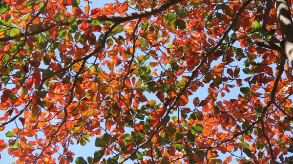 Dự báo thời tiết ngày 13/1/2026: Bắc Bộ rét đậm về đêm và sáng sớm