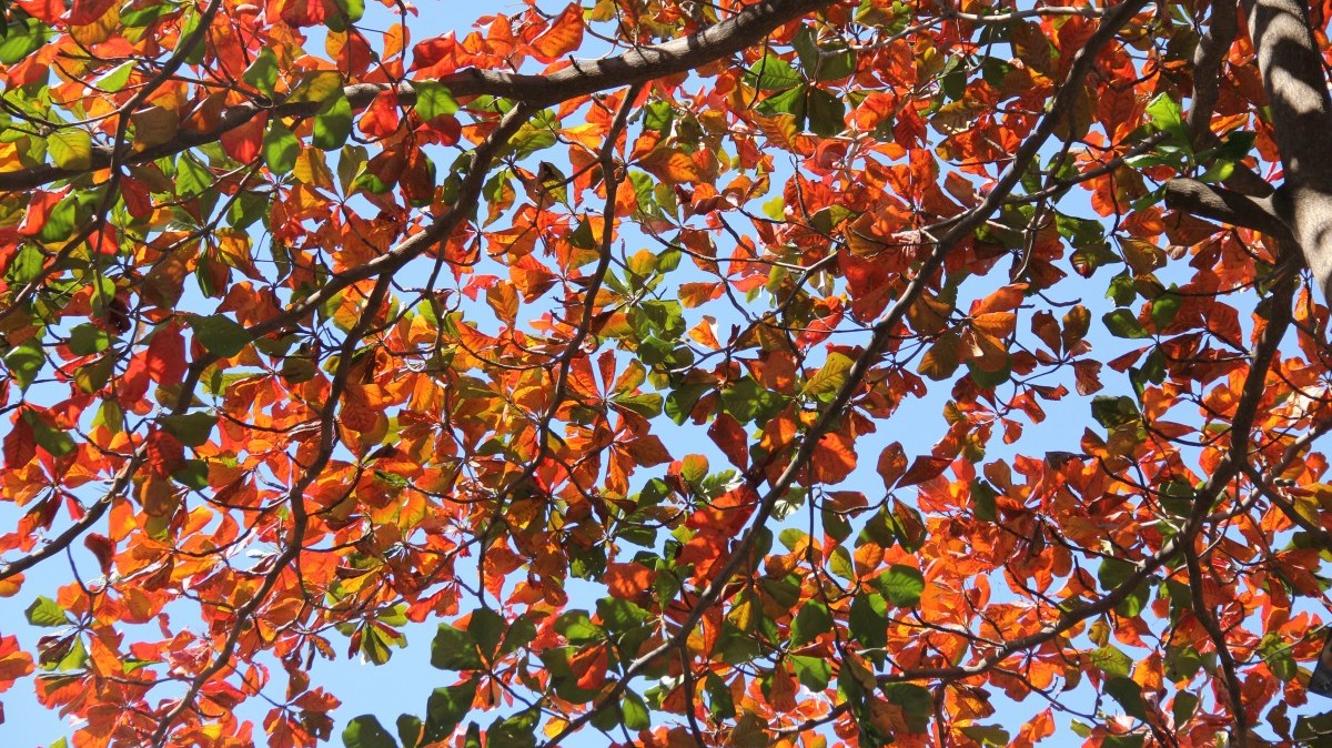 Dự báo thời tiết ngày 13/1/2026: Bắc Bộ rét đậm về đêm và sáng sớm