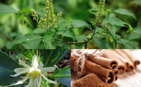 Nâng tầm giá trị dược liệu Việt Nam