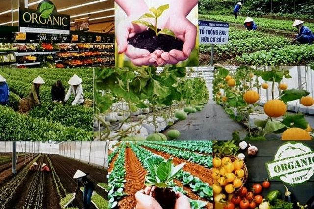 Nông sản sạch: Tuyến phòng thủ đầu tiên bảo vệ sức khỏe người dân