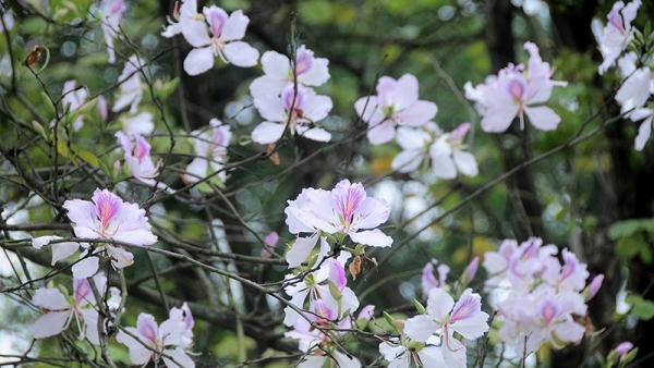 Dự báo thời tiết ngày 14/1/2026: Bắc Bộ sáng sớm có sương mù nhẹ rải rác