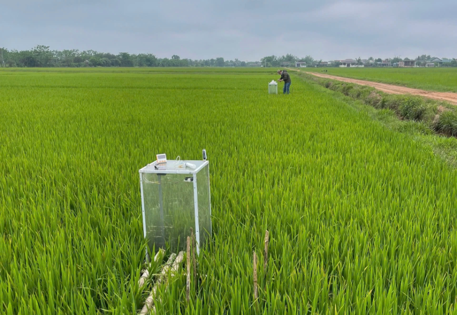 Quảng Trị đẩy mạnh tái cơ cấu nông nghiệp, mở rộng cây trồng giảm phát thải