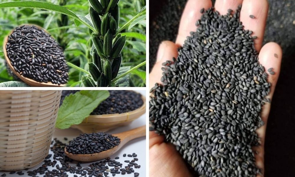 Vừng đen - Vị thuốc bồi bổ gan thận, dưỡng khí huyết