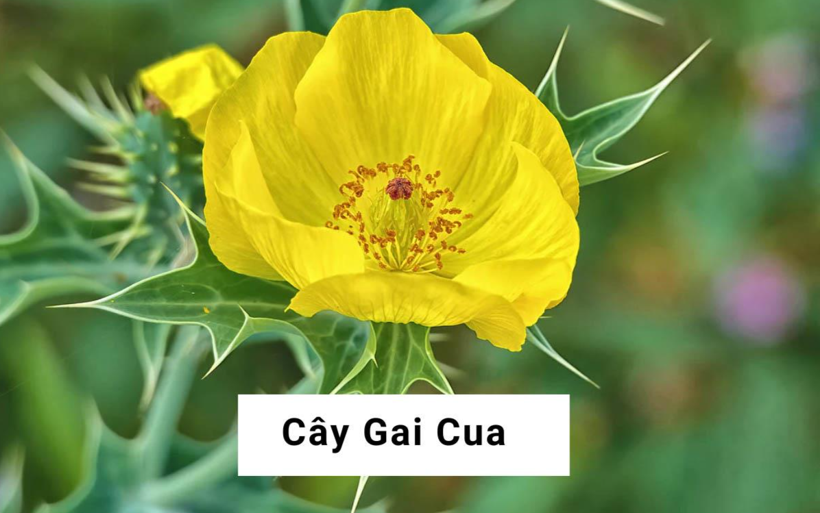 Cây gai cua – Dược liệu dân gian được dùng ở nhiều nước nhưng tiềm ẩn độc tính