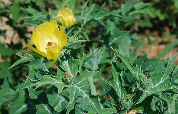 Cây gai cua – Dược liệu dân gian được dùng ở nhiều nước nhưng tiềm ẩn độc tính