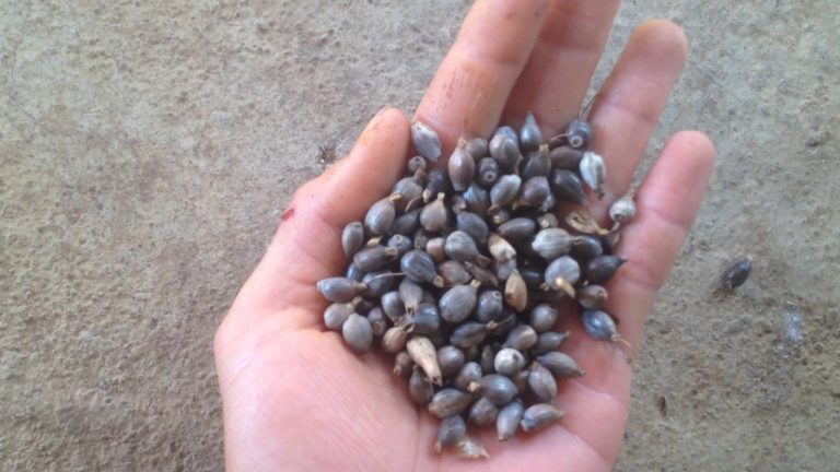 Ý dĩ: Từ bài thuốc dân gian đến những lưu ý khoa học cho người dùng